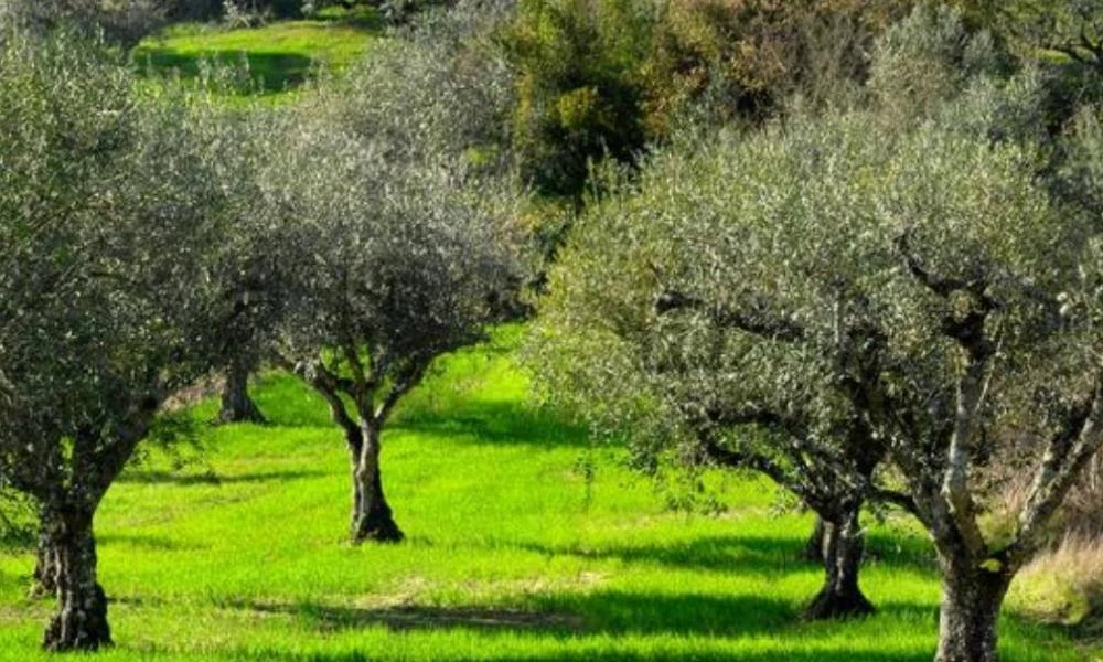 Ανομβρία, κλοπές και οικογενειακές διαμάχες ταλαιπωρούν τους ελαιοπαραγωγούς της Κρήτης